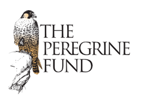 peregrine fund