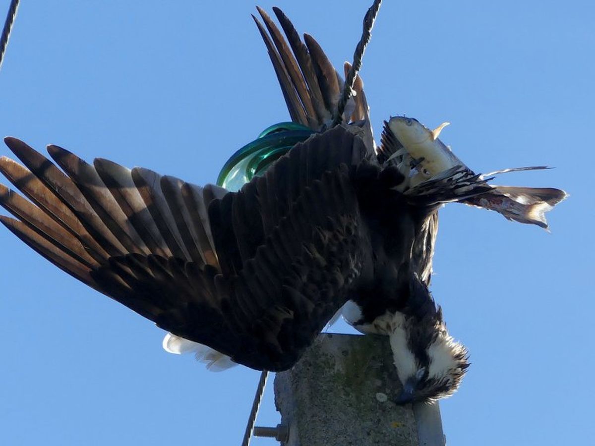 balbuzard_ligne elec