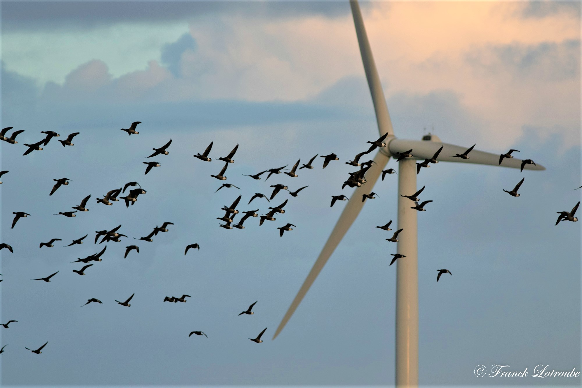 bernaches-cravants-et-eolienne17