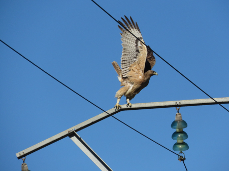 oiseau ligne elec